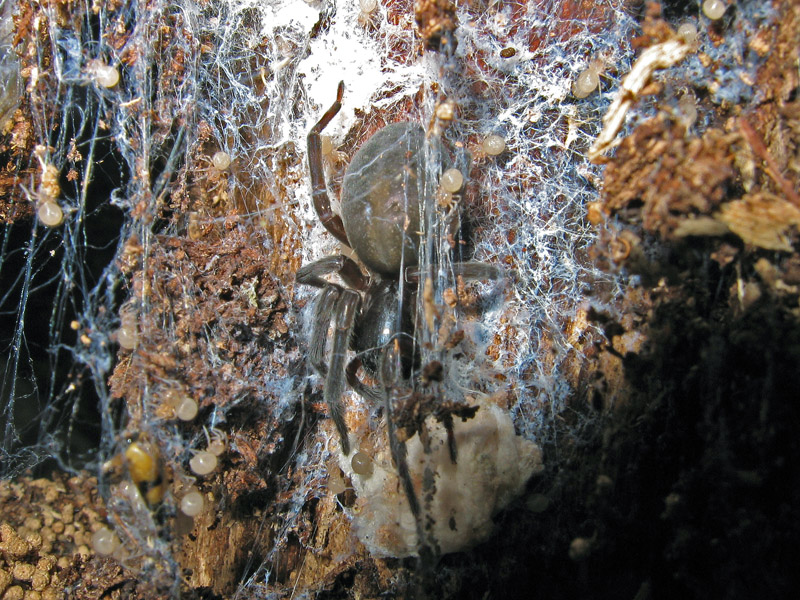 Amaurobius sp. cfr ferox